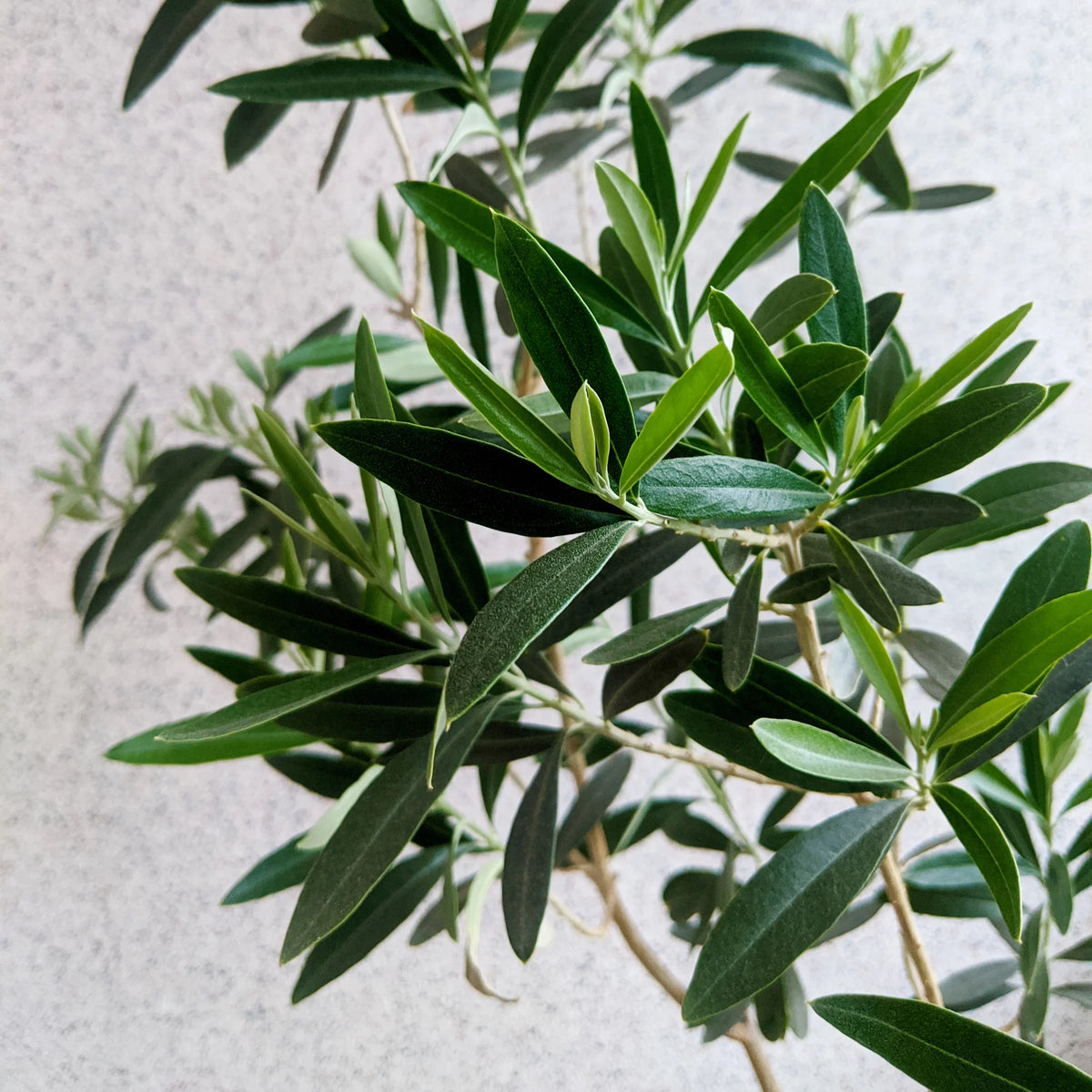 Olive Tree in Grower Container - 1 Piece I6368
