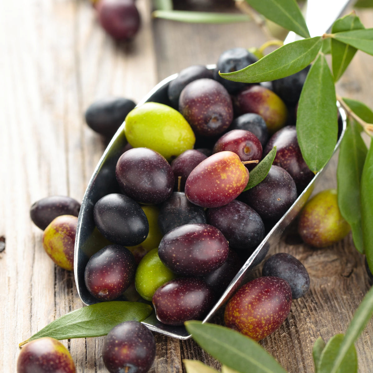Olive Tree in Grower Container - 1 Piece I6368
