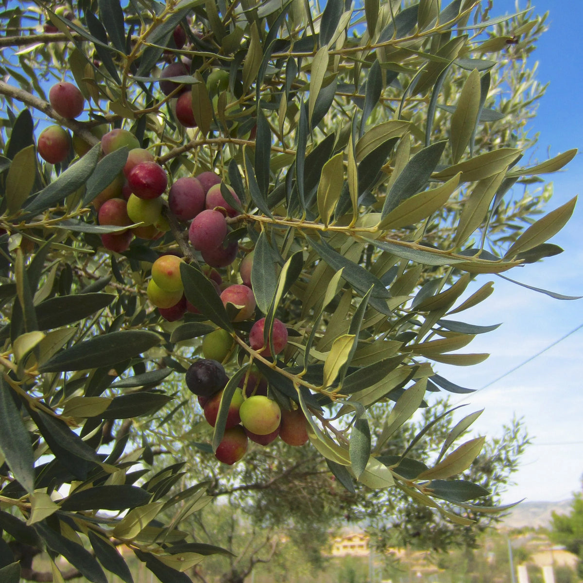 Olive Tree in Grower Container - 1 Piece I6368