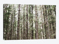 Canvas Wall Decor Prints - Mossy Pines I386