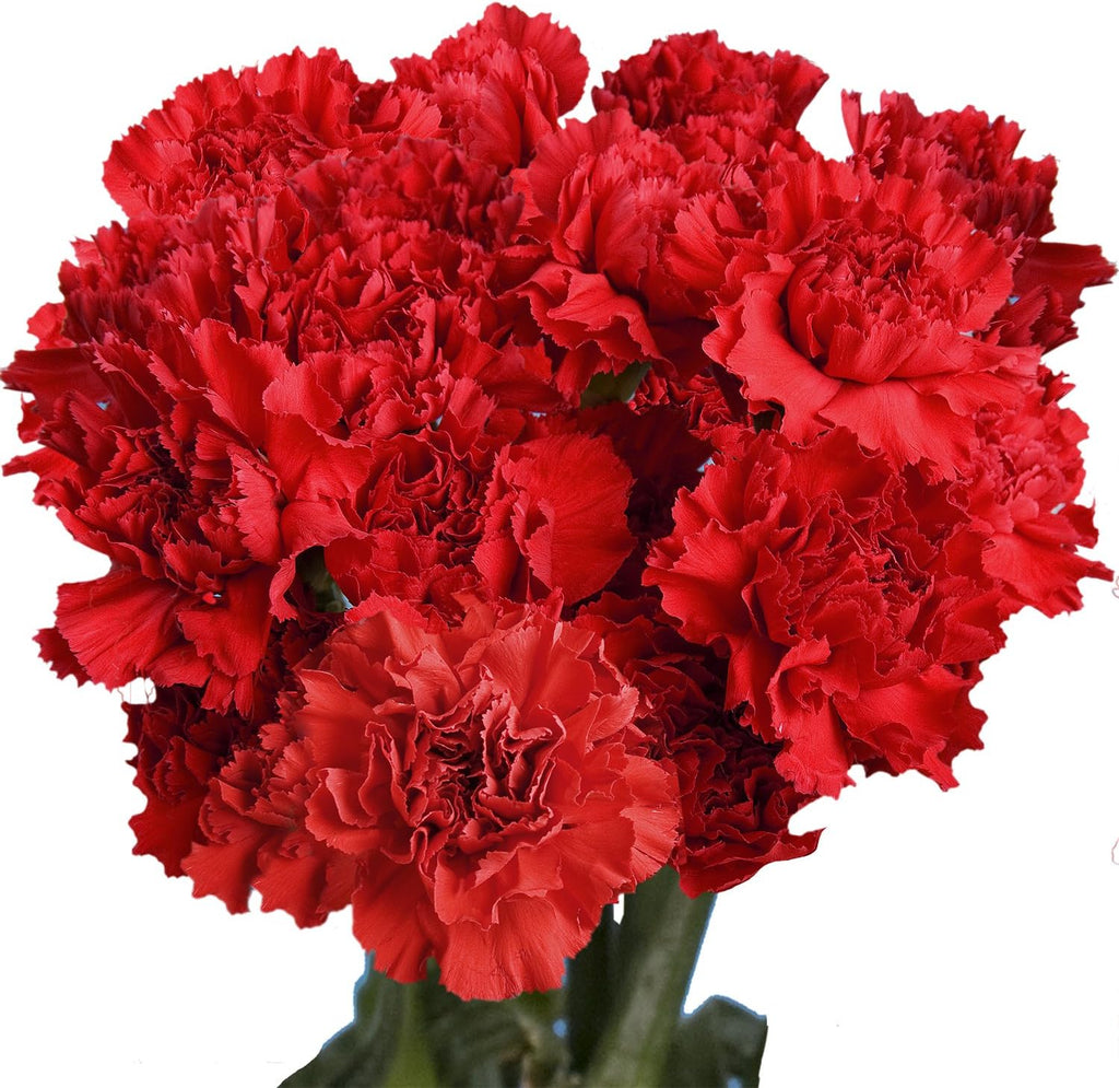 100 Red Carnation Fresh Flowers J8240