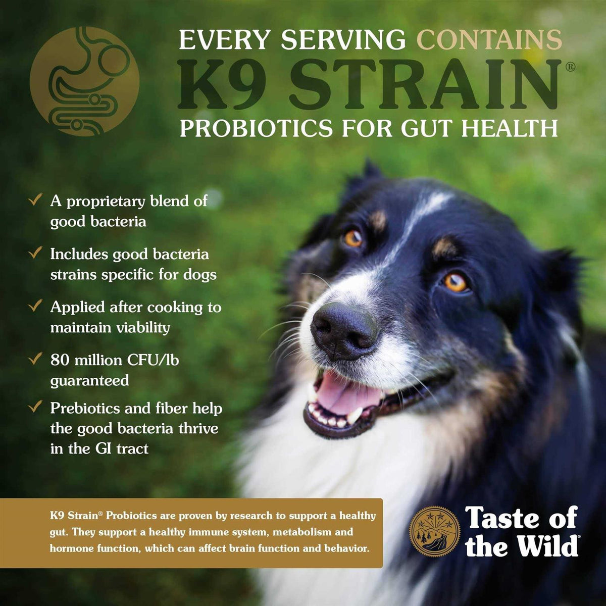Dog Food I4531