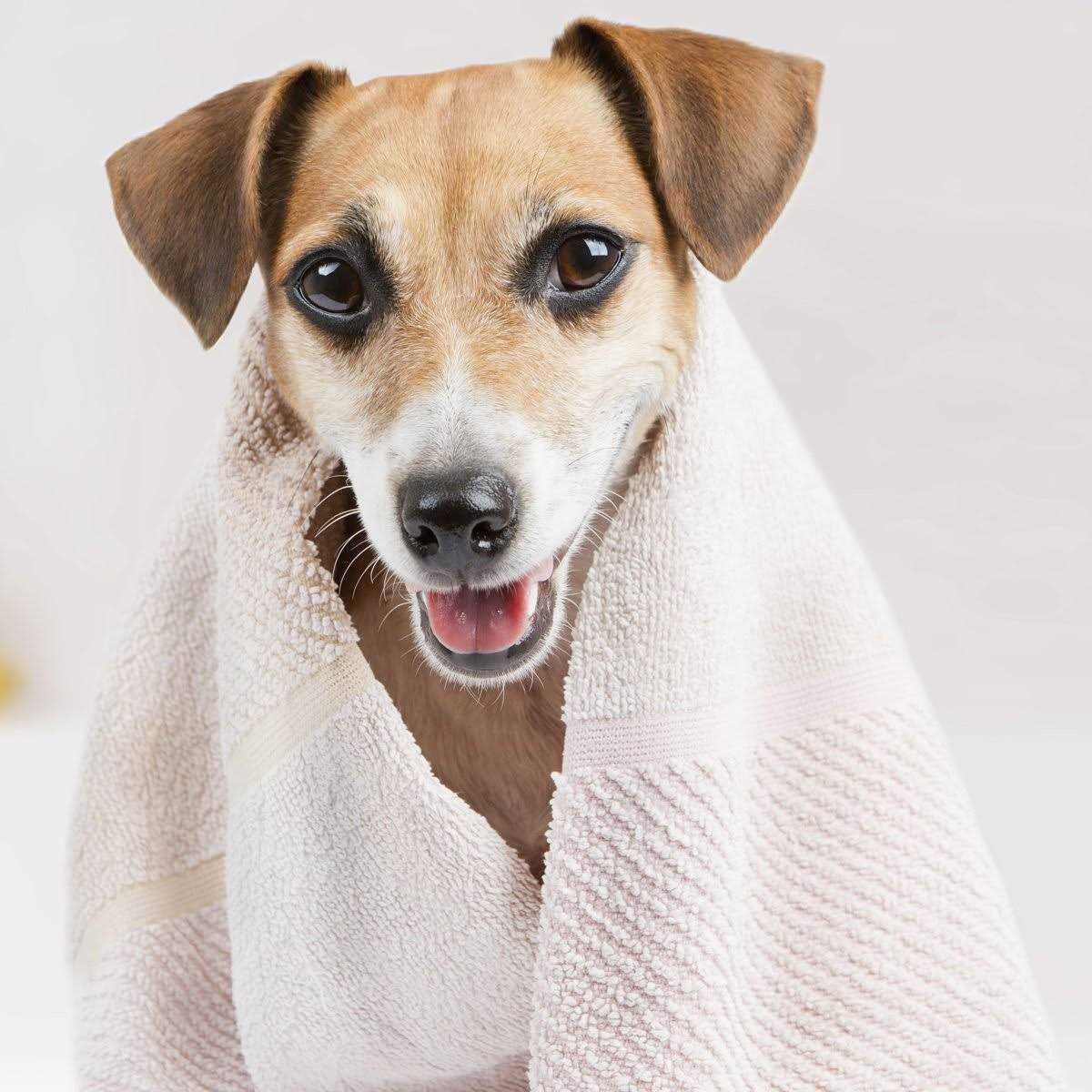 Oatmeal Dog Shampoo N76026
