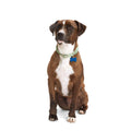 Macrame Dog Collar T35603