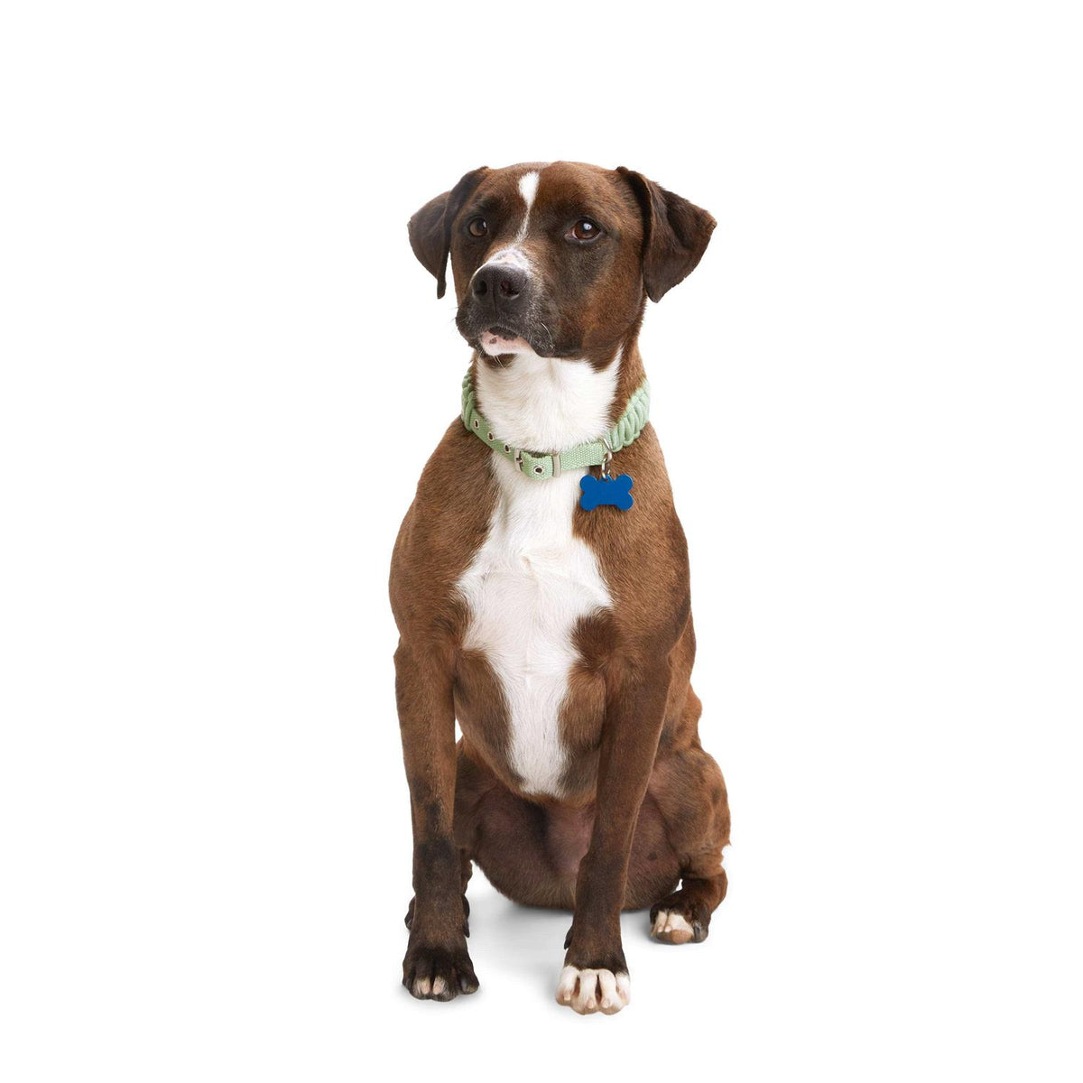 Macrame Dog Collar T35603