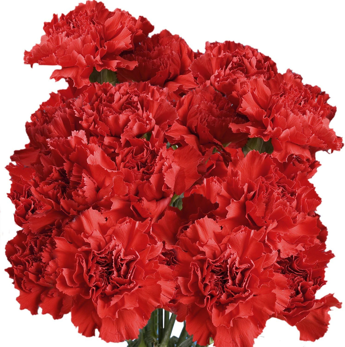 100 Red Carnation Fresh Flowers J8240
