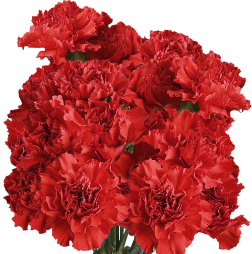 100 Red Carnation Fresh Flowers J8240