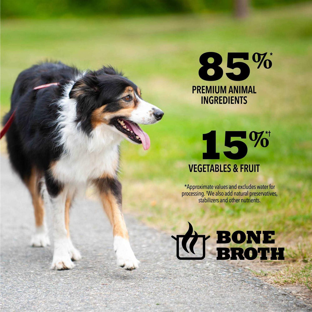 Wet Dog Food A681372
