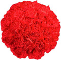 100 Red Carnation Fresh Flowers J8240