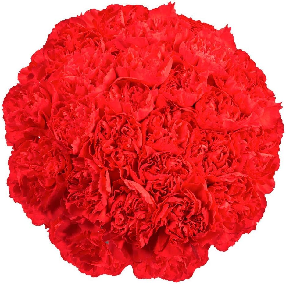 100 Red Carnation Fresh Flowers J8240