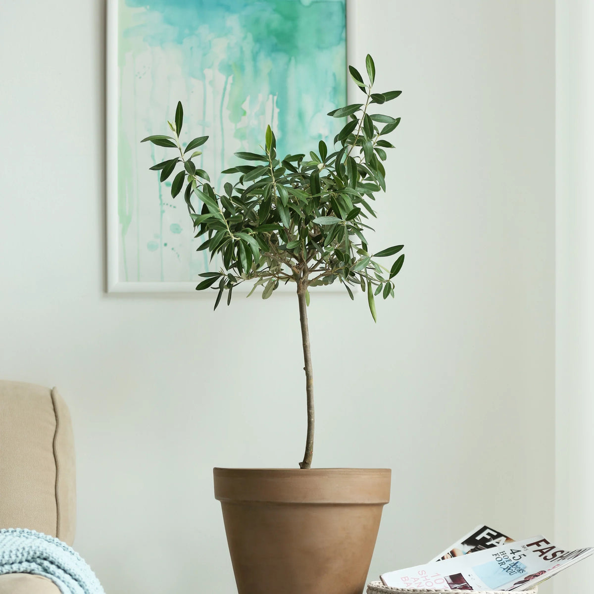 Olive Tree in Grower Container - 1 Piece I6368