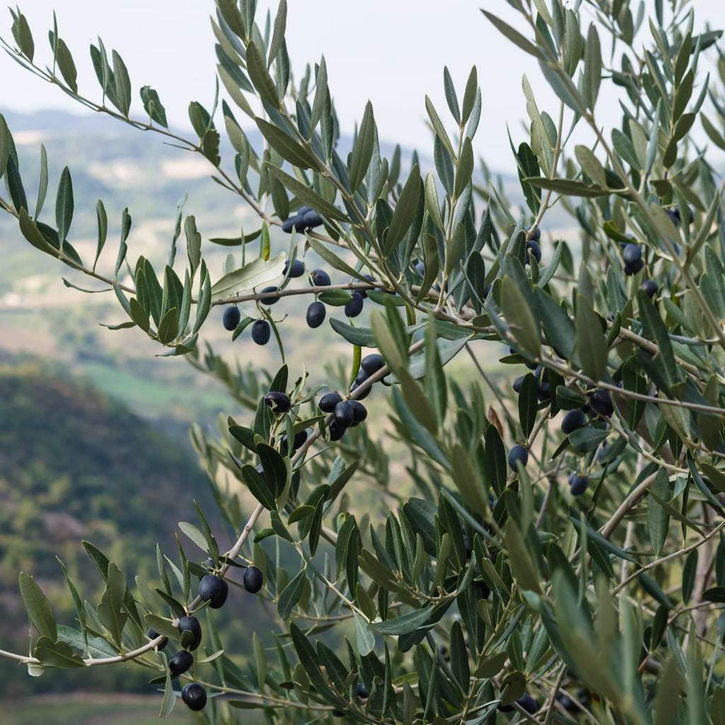 Olive Tree in Grower Container - 1 Piece I6368