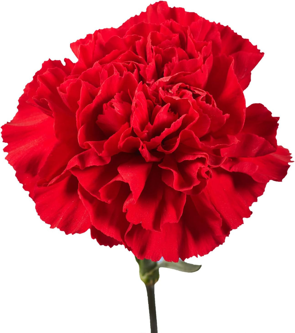 100 Red Carnation Fresh Flowers J8240