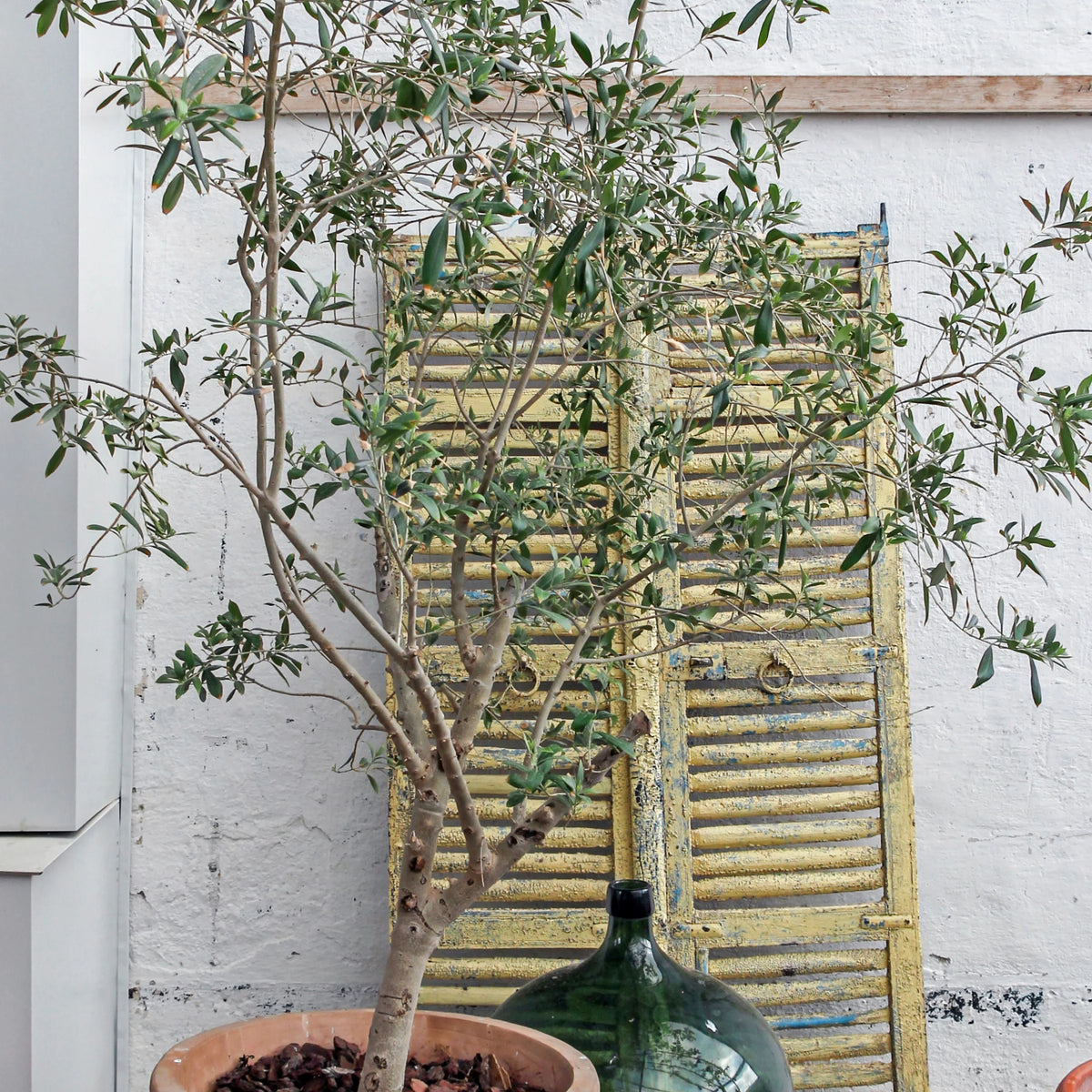 Olive Tree in Grower Container - 1 Piece I6368